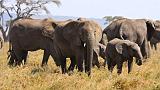 TANZANIA - Serengeti National Park - Elefanti - 6